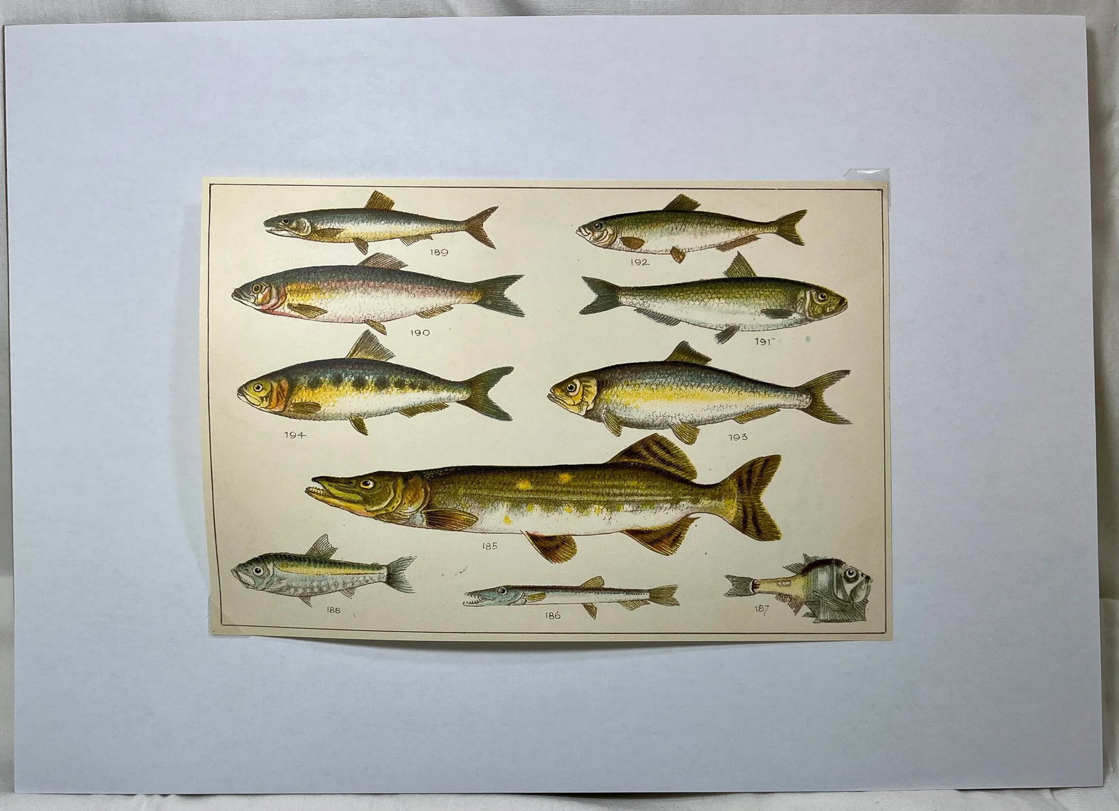 Antique Fish Print From England Featuring a Pike, Sharpchin Barracudina, Hatchfish, Pearlfish, Ancho - 11