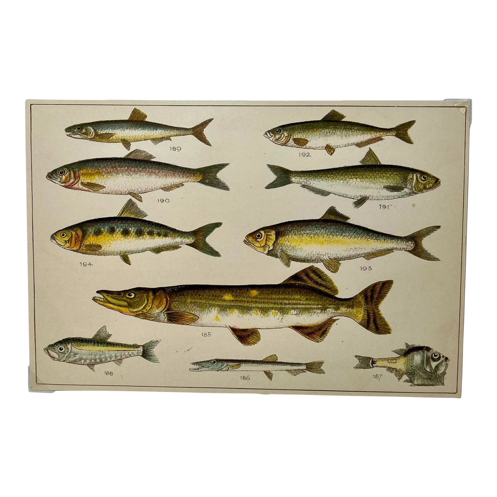 Antique Fish Print From England Featuring a Pike, Sharpchin Barracudina, Hatchfish, Pearlfish, Ancho: Antique Fish Print From England Featuring a Pike, Sharpchin Barracudina, Hatchfish, Pearlfish, Anchovy, Herring, Pilchard, Sprat & Shad - Circa 1902 Print measures 7 1/4" W x 5" T Attached to an 11