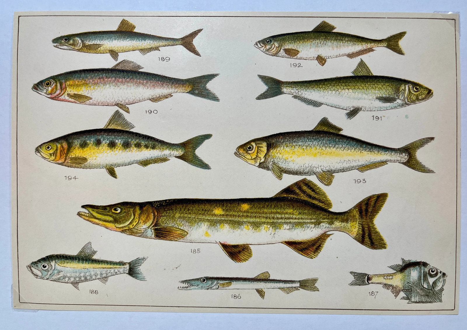 Antique Fish Print From England Featuring a Pike, Sharpchin Barracudina, Hatchfish, Pearlfish, Ancho - 2