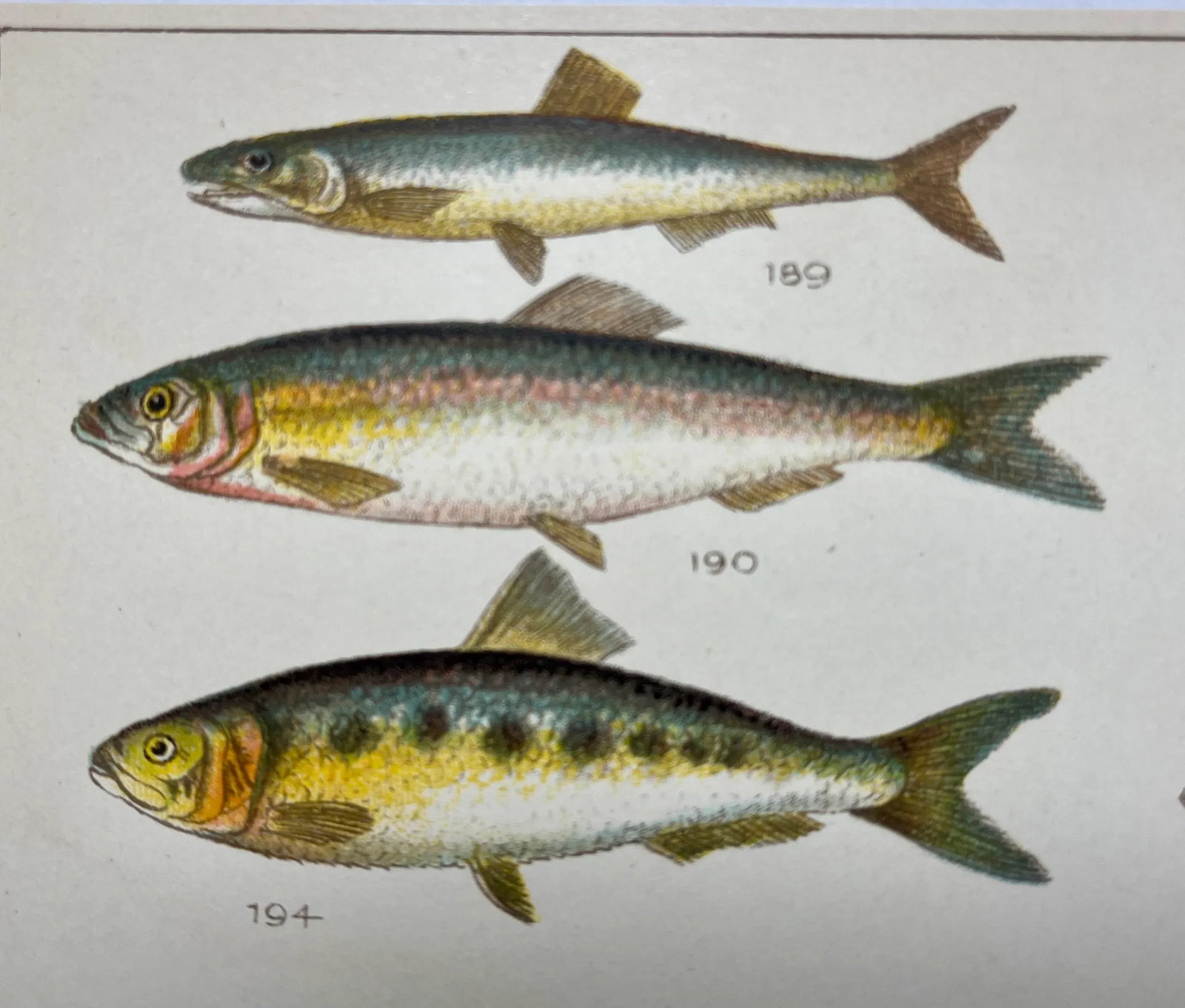 Antique Fish Print From England Featuring a Pike, Sharpchin Barracudina, Hatchfish, Pearlfish, Ancho - 3