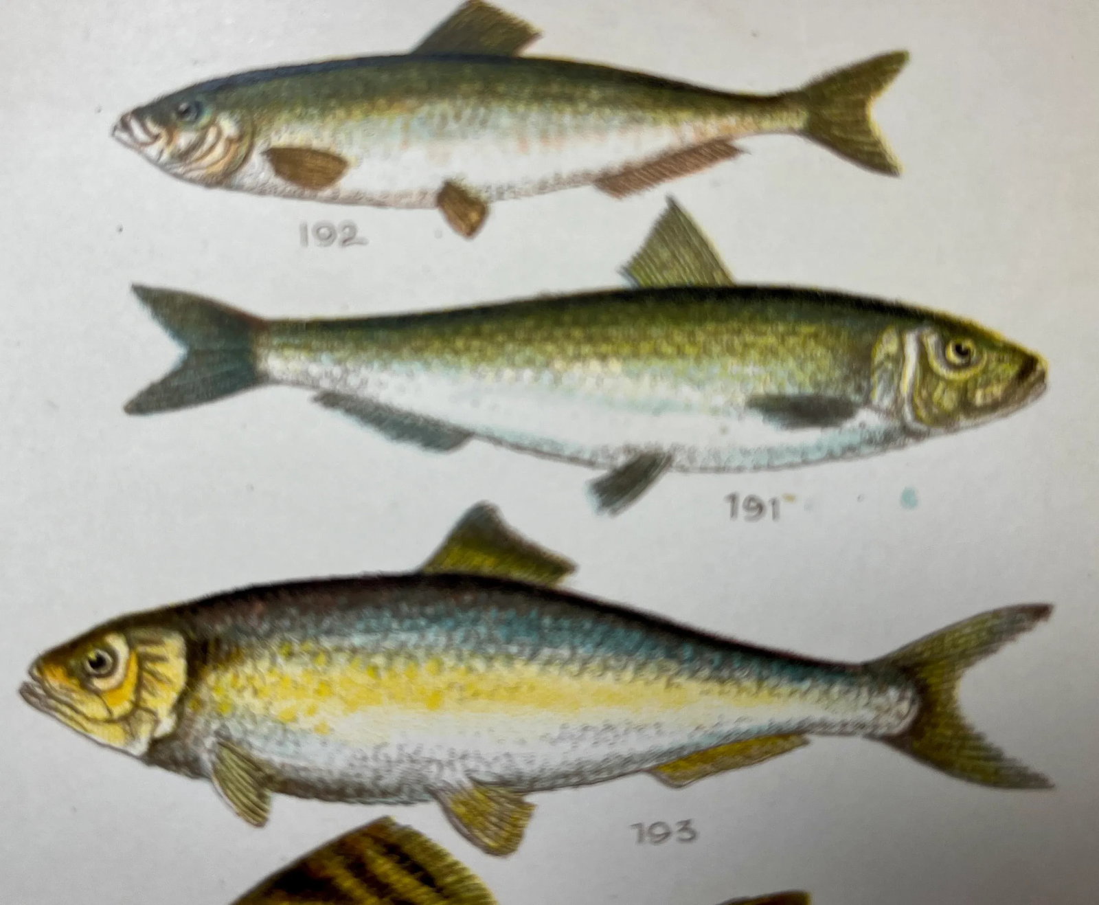 Antique Fish Print From England Featuring a Pike, Sharpchin Barracudina, Hatchfish, Pearlfish, Ancho - 4