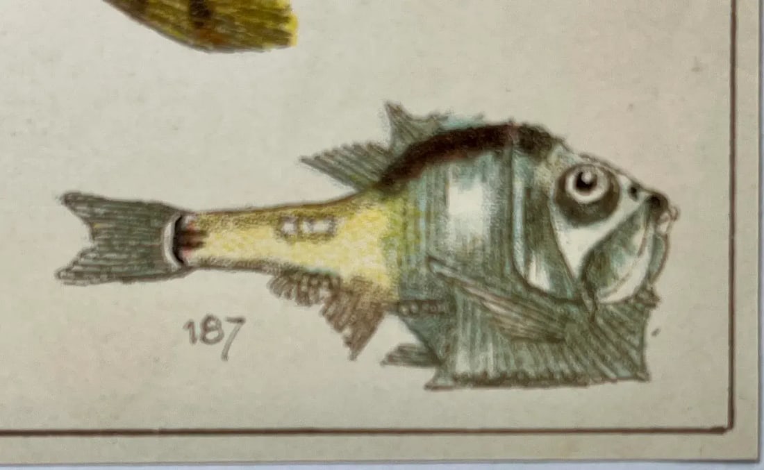 Antique Fish Print From England Featuring a Pike, Sharpchin Barracudina, Hatchfish, Pearlfish, Ancho - 5