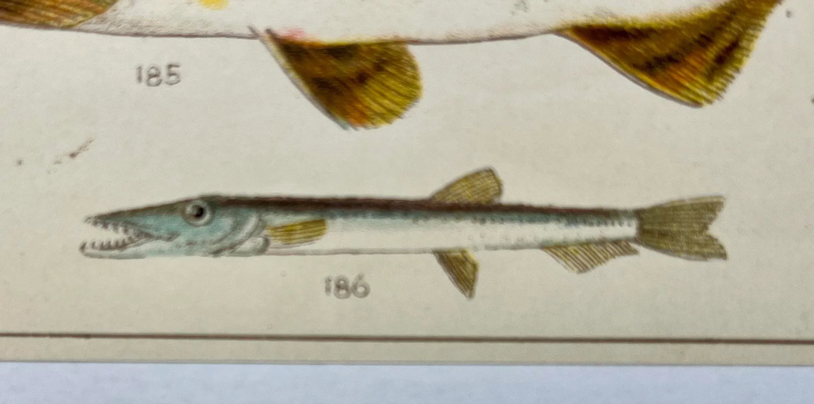 Antique Fish Print From England Featuring a Pike, Sharpchin Barracudina, Hatchfish, Pearlfish, Ancho - 6