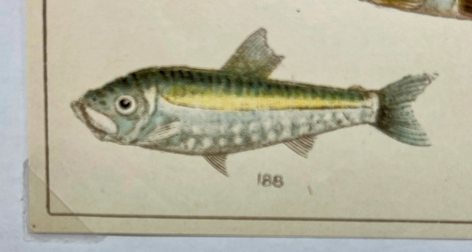 Antique Fish Print From England Featuring a Pike, Sharpchin Barracudina, Hatchfish, Pearlfish, Ancho - 7
