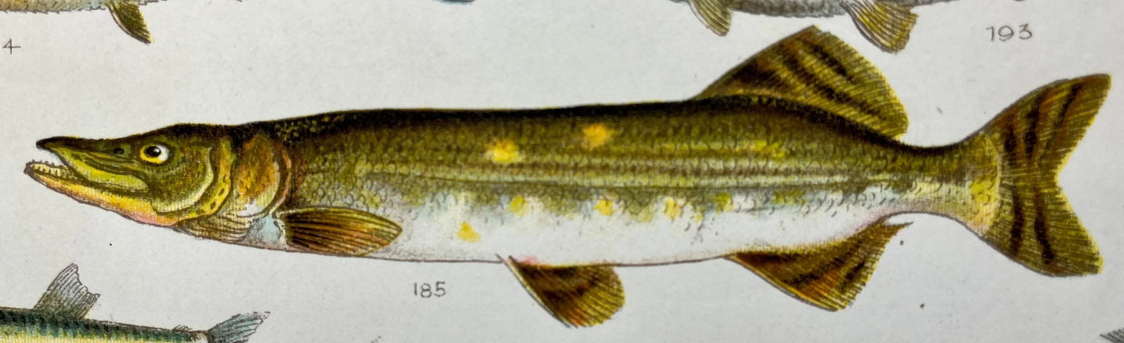 Antique Fish Print From England Featuring a Pike, Sharpchin Barracudina, Hatchfish, Pearlfish, Ancho - 8
