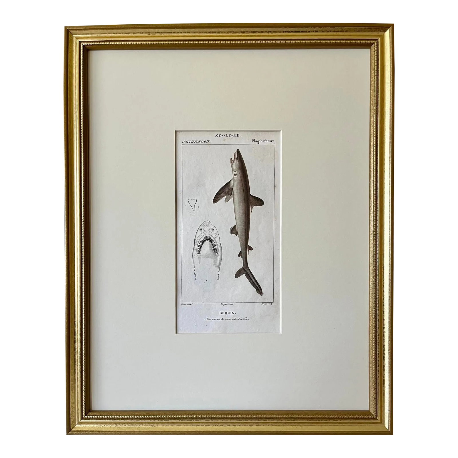 Antique French Print Hand Colored Engraving of a Requiem Shark by Turpin Paris 1816: This rare antique stipple engraving of a Requiem Shark with original hand-coloring is by Pierre Jean Francis Turpin from Dictionnaire des Sciences Naturelles. The work was published in France by