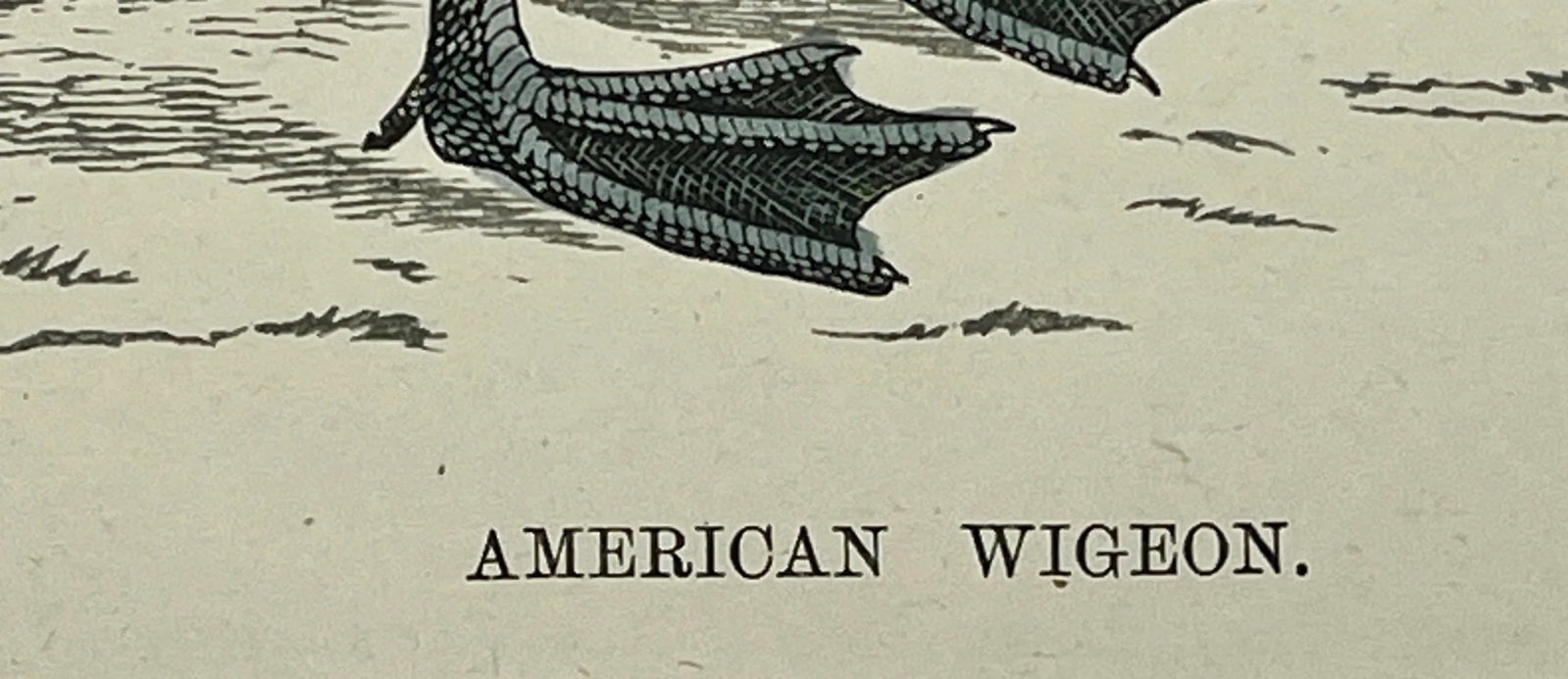 Antique Hand Tinted Bird Print From England Featuring an American Wigeon Duck - Circa 1888 - 10