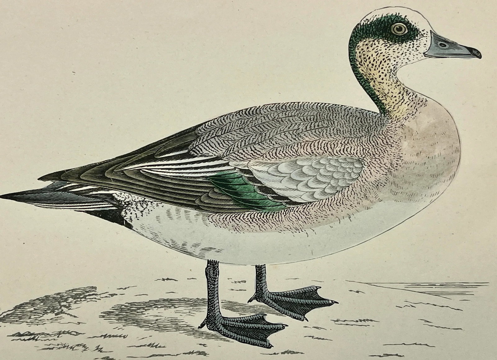 Antique Hand Tinted Bird Print From England Featuring an American Wigeon Duck - Circa 1888 - 11
