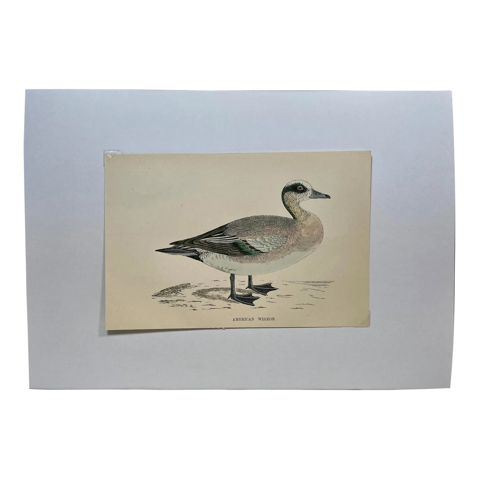 Antique Hand Tinted Bird Print From England Featuring an American Wigeon Duck - Circa 1888: Antique Hand Tinted Bird Print From England Featuring an American Wigeon Duck - Circa 1888. Print measures 7 1/4" W x 4 7/8" T Print is attached to an 11 3/4" W x 8 1/4" T piece of paper by 2 corner w