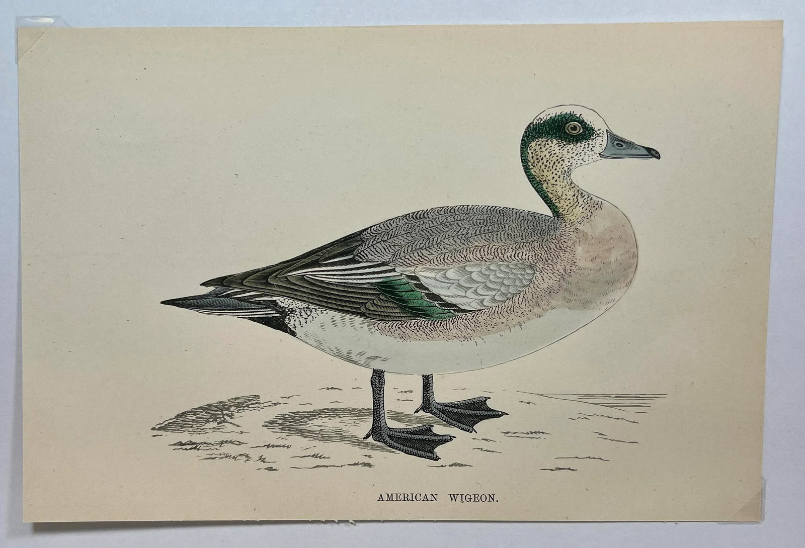 Antique Hand Tinted Bird Print From England Featuring an American Wigeon Duck - Circa 1888 - 2
