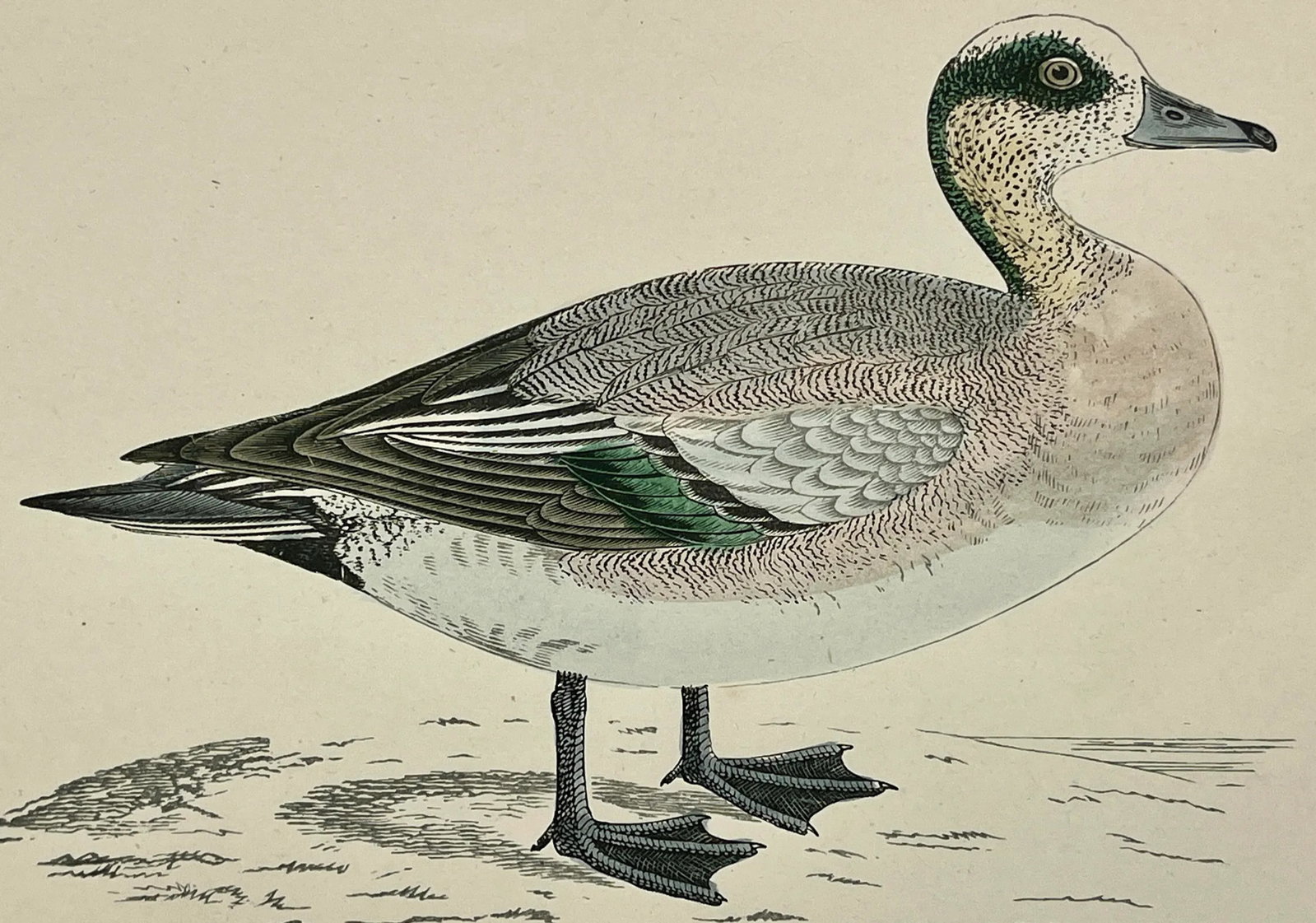Antique Hand Tinted Bird Print From England Featuring an American Wigeon Duck - Circa 1888 - 3