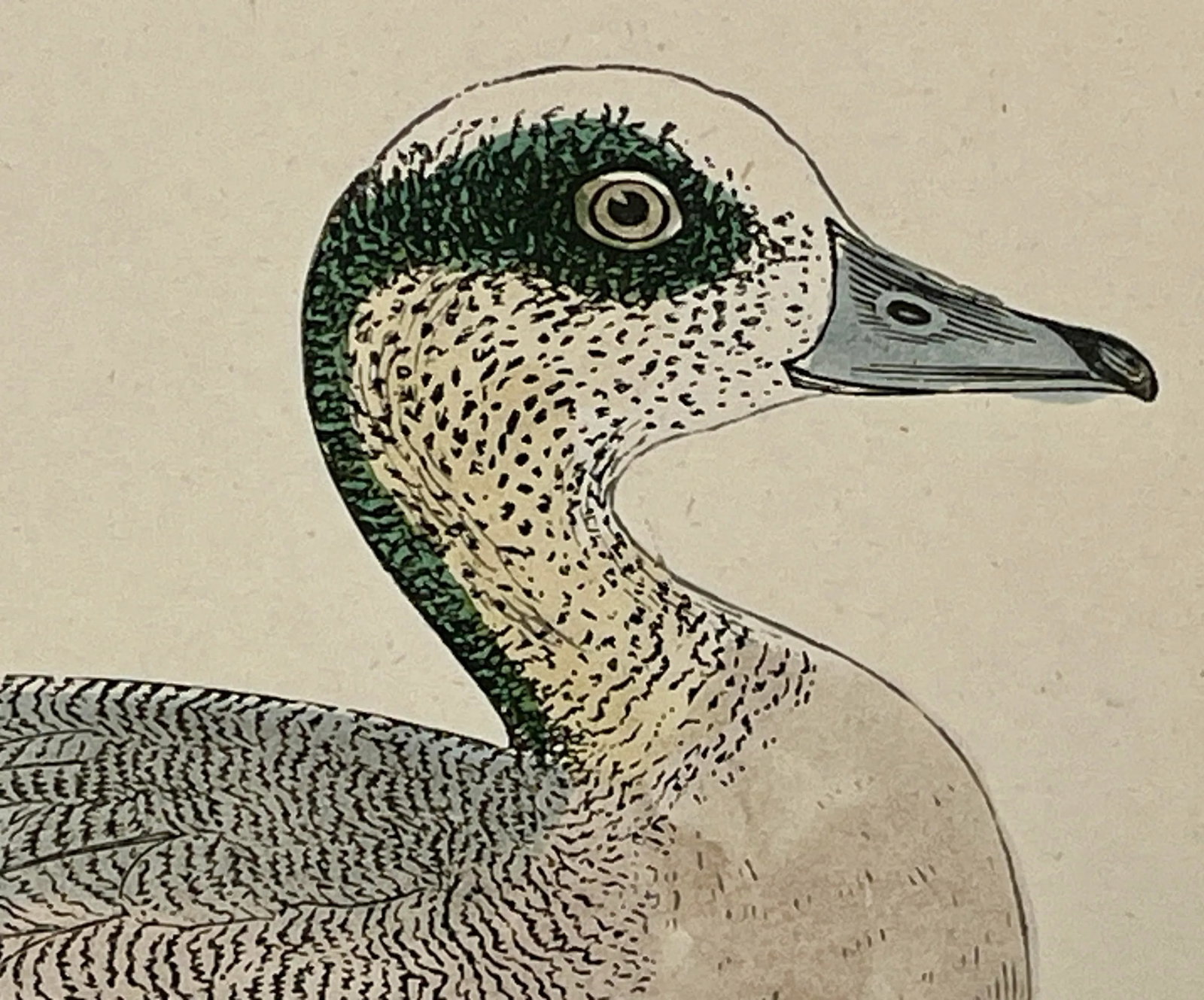 Antique Hand Tinted Bird Print From England Featuring an American Wigeon Duck - Circa 1888 - 4