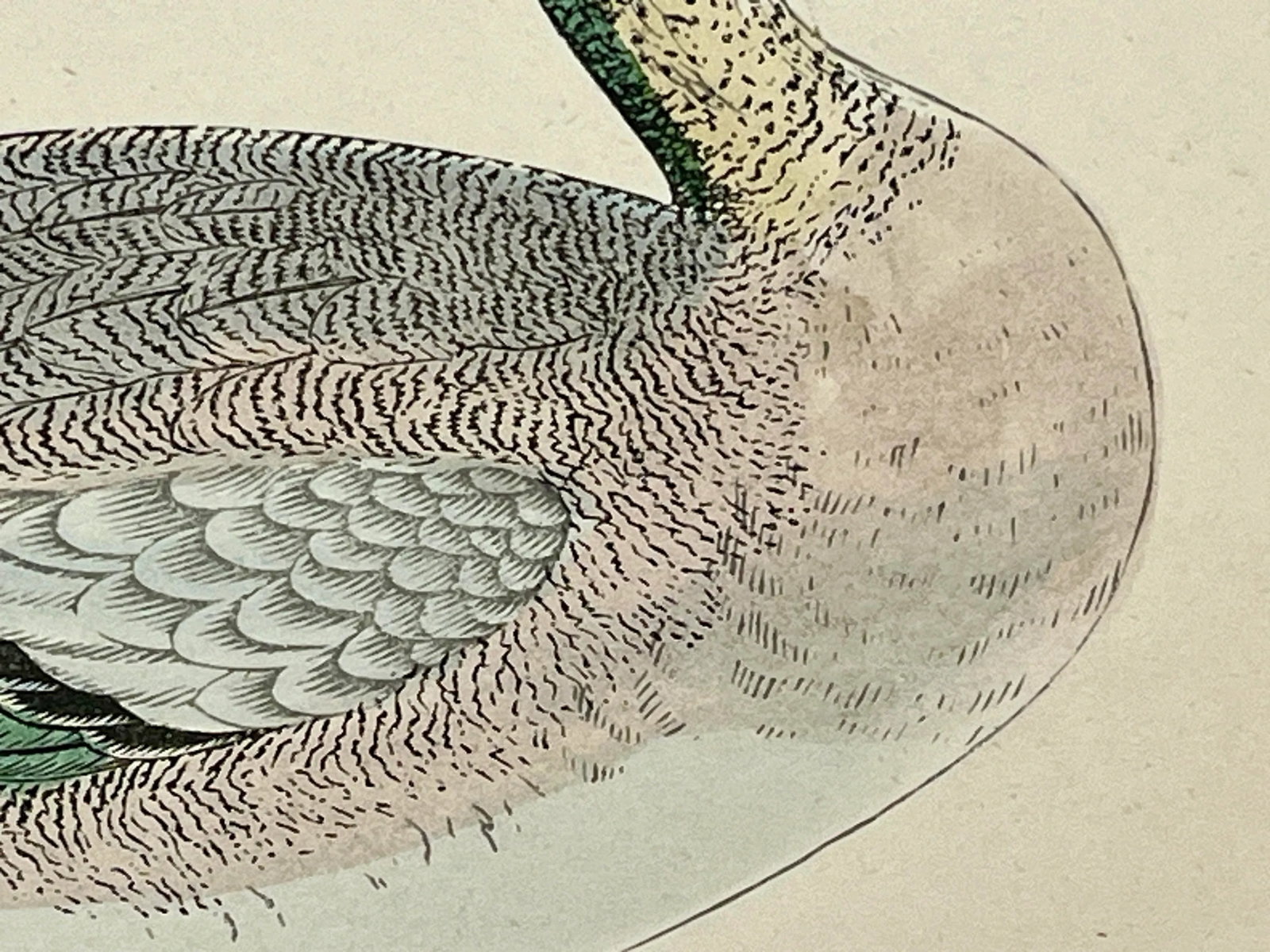 Antique Hand Tinted Bird Print From England Featuring an American Wigeon Duck - Circa 1888 - 5