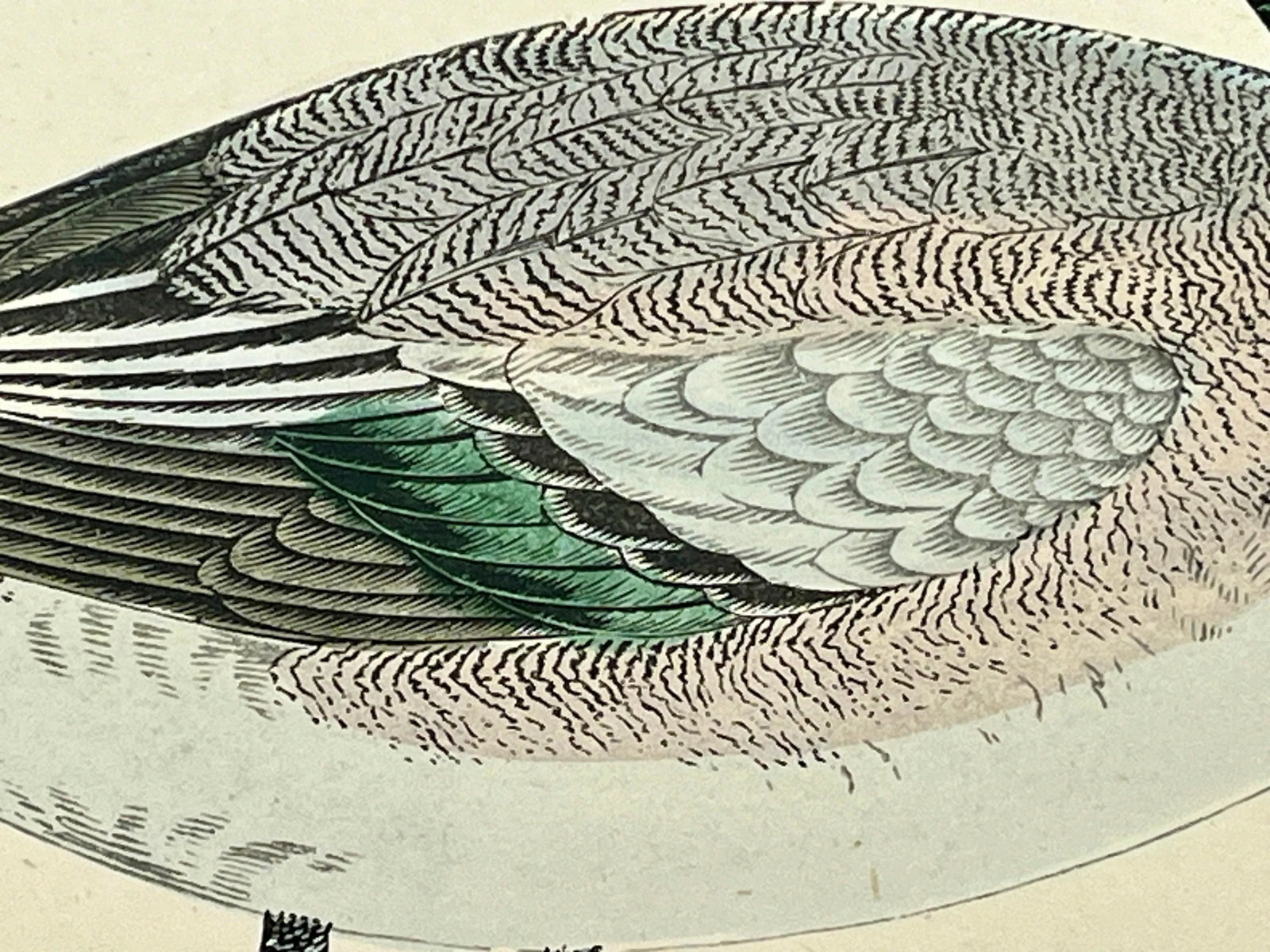 Antique Hand Tinted Bird Print From England Featuring an American Wigeon Duck - Circa 1888 - 6