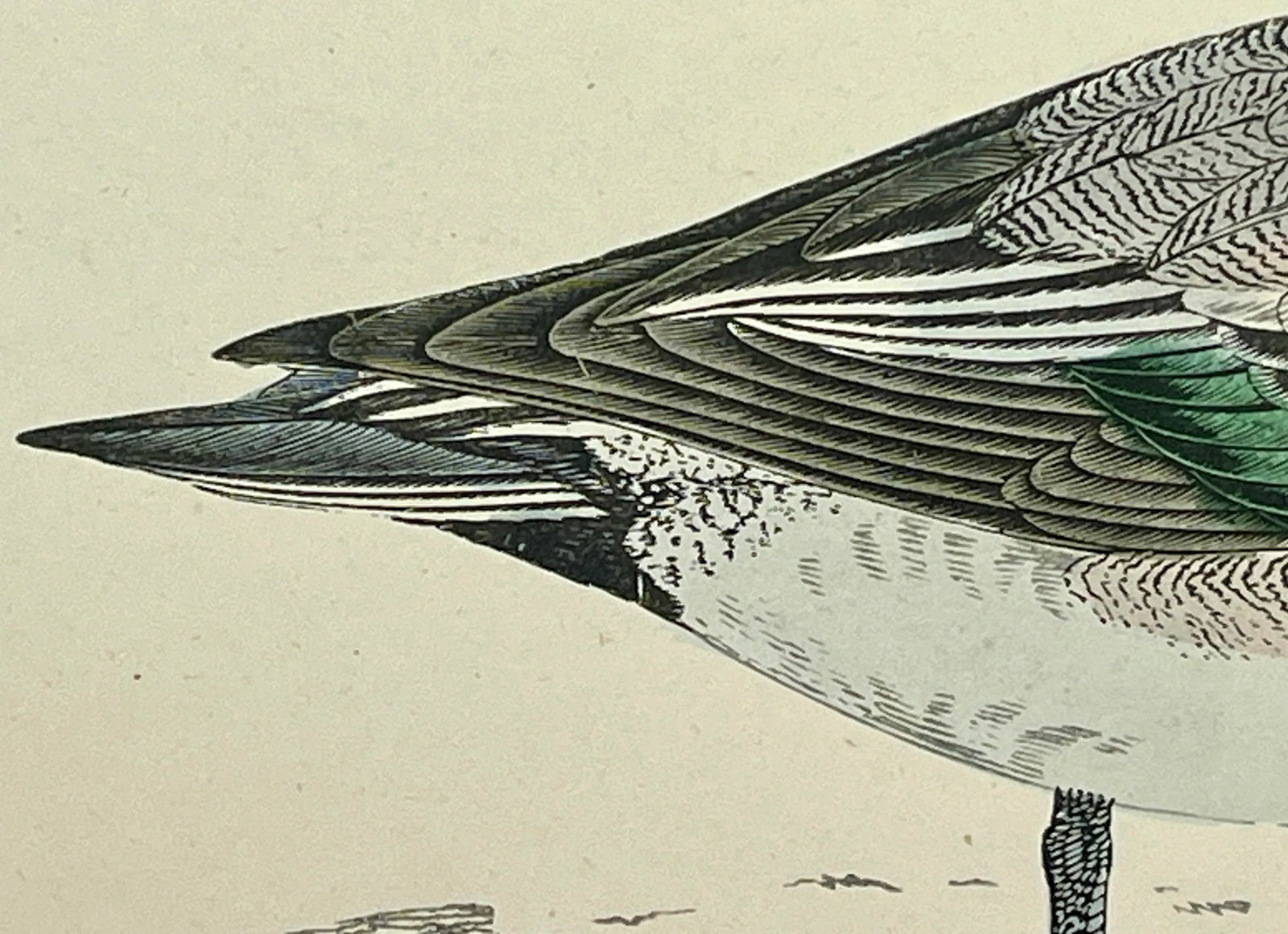 Antique Hand Tinted Bird Print From England Featuring an American Wigeon Duck - Circa 1888 - 7