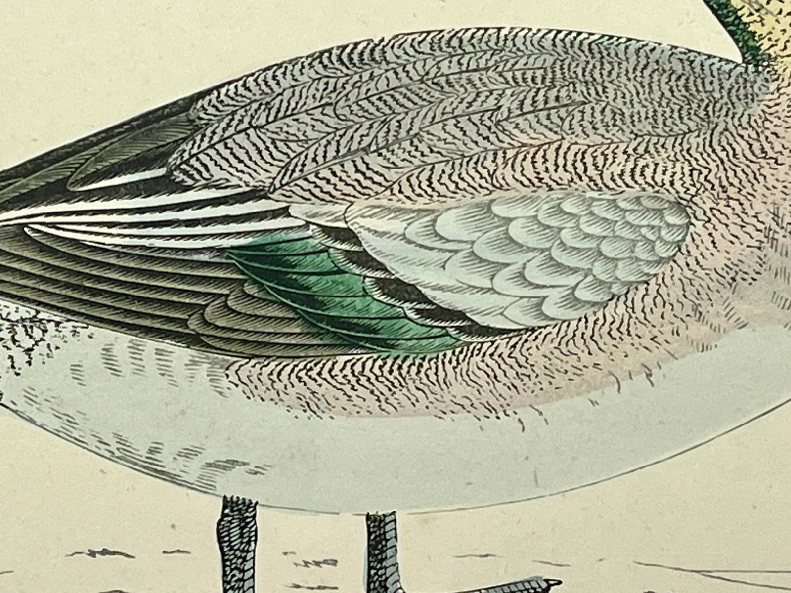 Antique Hand Tinted Bird Print From England Featuring an American Wigeon Duck - Circa 1888 - 8