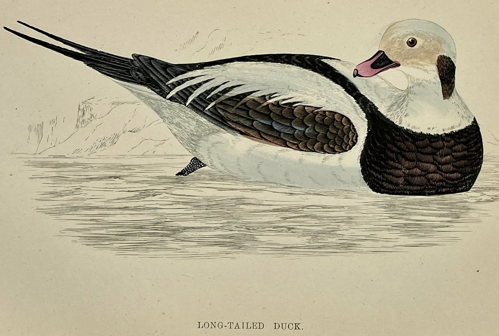 Antique Hand Tinted Bird Print From England Featuring a Long Tailed Duck - Circa 1888 - 10
