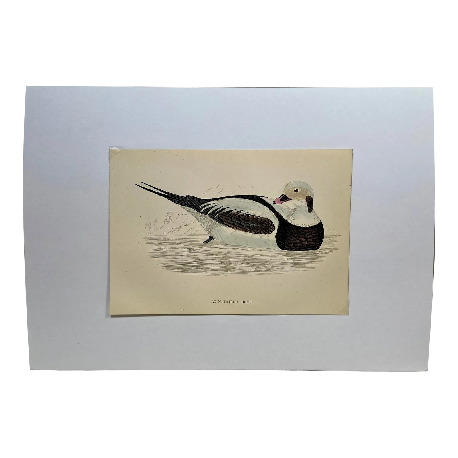 Antique Hand Tinted Bird Print From England Featuring a Long Tailed Duck - Circa 1888: Antique Hand Tinted Bird Print From England Featuring a Long Tailed Duck - Circa 1888. Print measures 6 7/8" W x 4 3/4" T. Print is attached to an 11 3/4" W x 8 1/4" T piece of paper by 2 corner