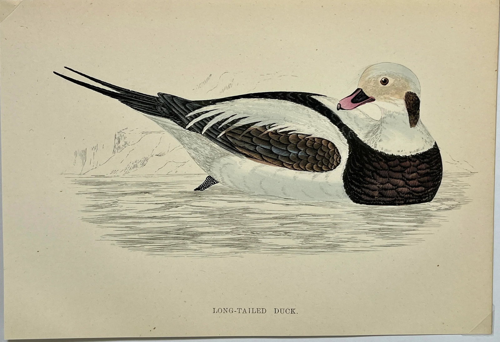 Antique Hand Tinted Bird Print From England Featuring a Long Tailed Duck - Circa 1888 - 2