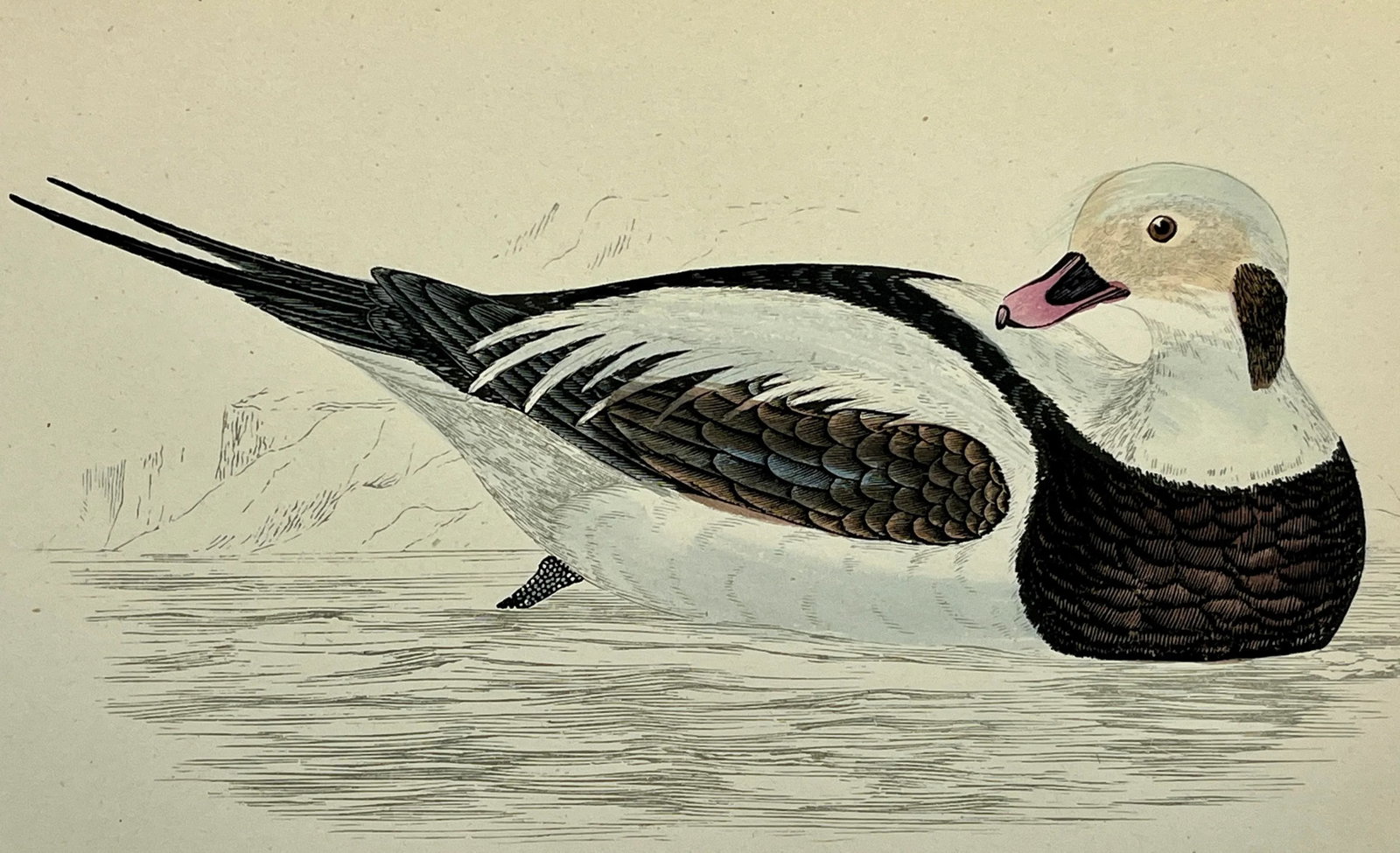 Antique Hand Tinted Bird Print From England Featuring a Long Tailed Duck - Circa 1888 - 3