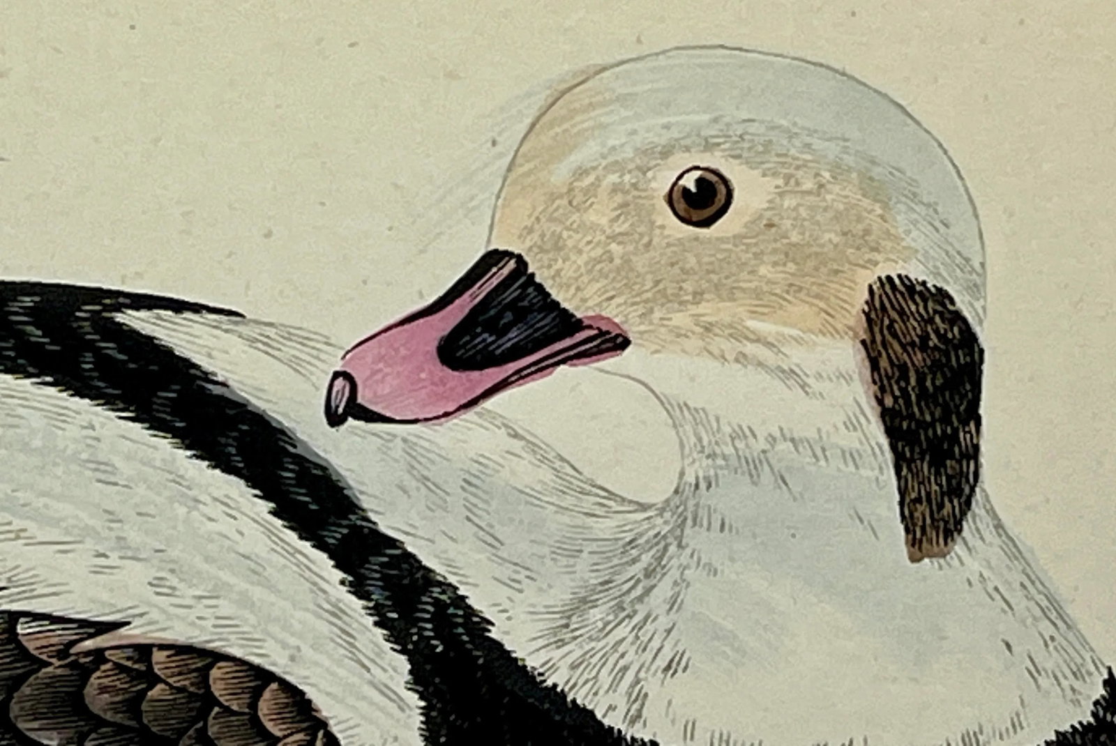 Antique Hand Tinted Bird Print From England Featuring a Long Tailed Duck - Circa 1888 - 4