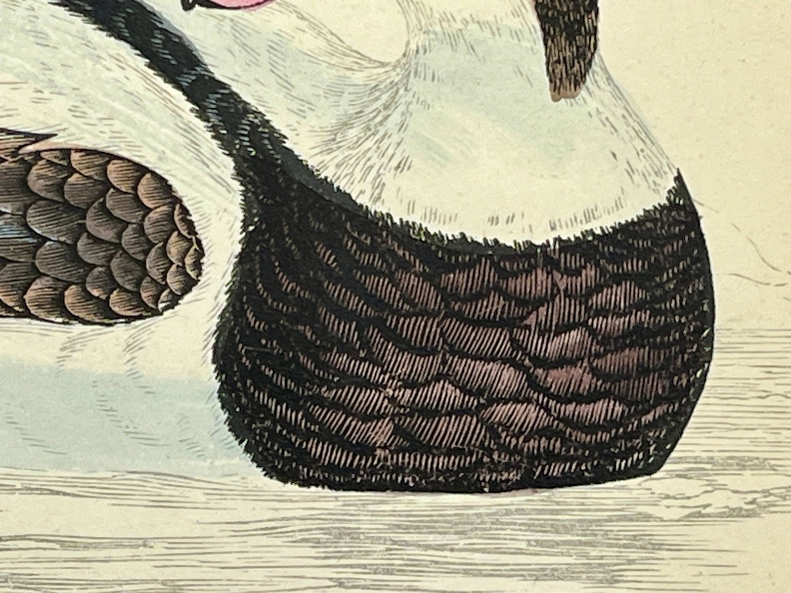 Antique Hand Tinted Bird Print From England Featuring a Long Tailed Duck - Circa 1888 - 5
