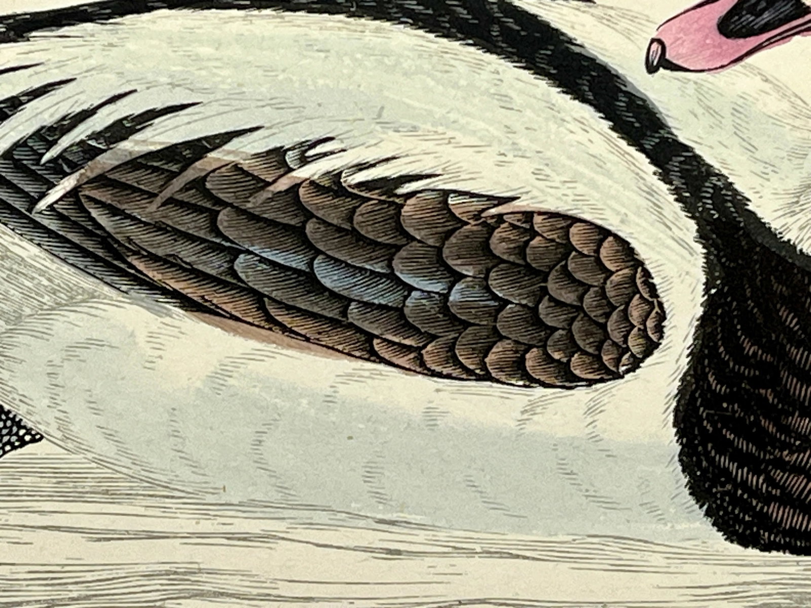 Antique Hand Tinted Bird Print From England Featuring a Long Tailed Duck - Circa 1888 - 6