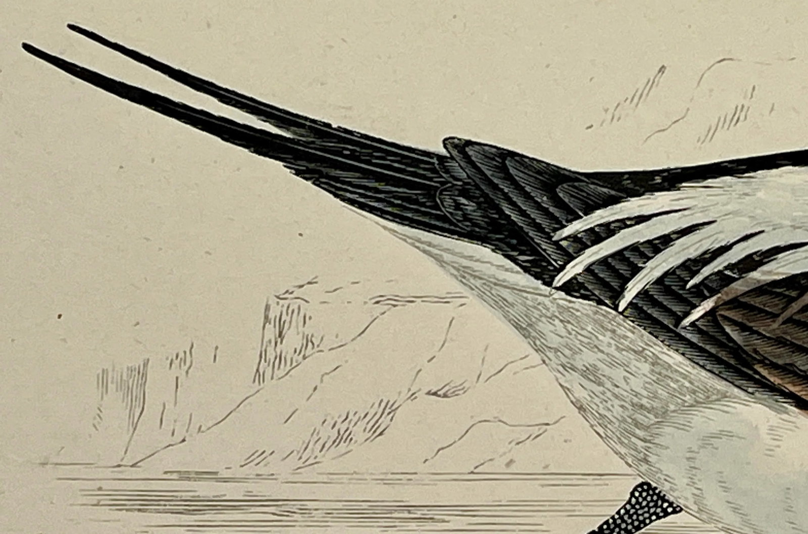 Antique Hand Tinted Bird Print From England Featuring a Long Tailed Duck - Circa 1888 - 7