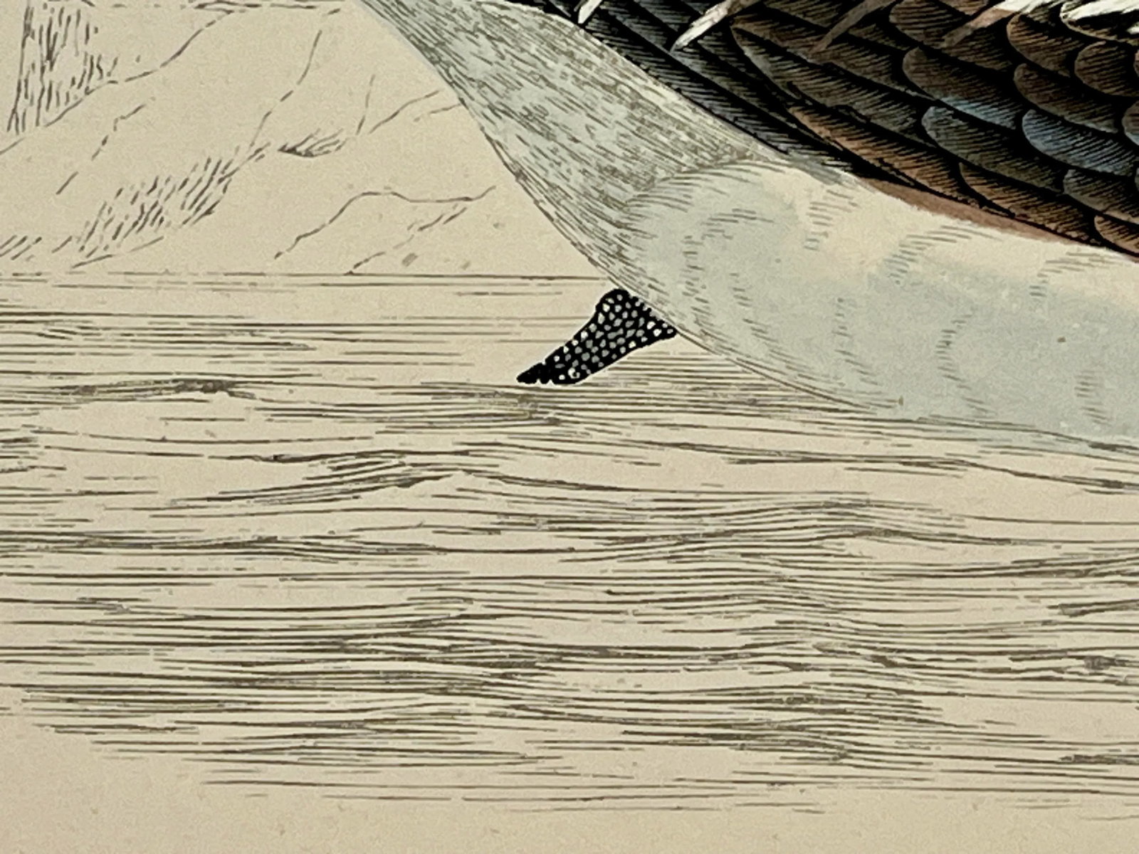 Antique Hand Tinted Bird Print From England Featuring a Long Tailed Duck - Circa 1888 - 8