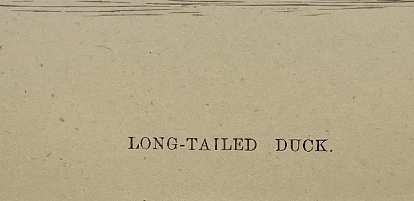 Antique Hand Tinted Bird Print From England Featuring a Long Tailed Duck - Circa 1888 - 9