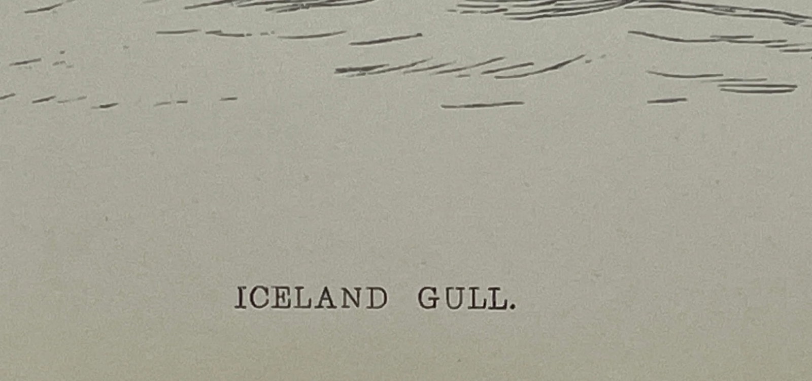 Antique Hand Tined Bird Print From England Featuring a Grey & White Iceland Gull - Circa 1888 - 10