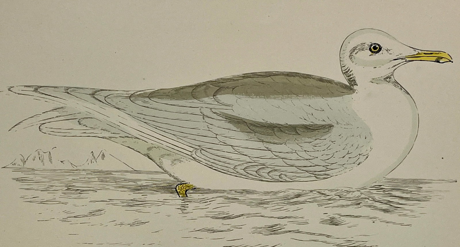 Antique Hand Tined Bird Print From England Featuring a Grey & White Iceland Gull - Circa 1888 - 11