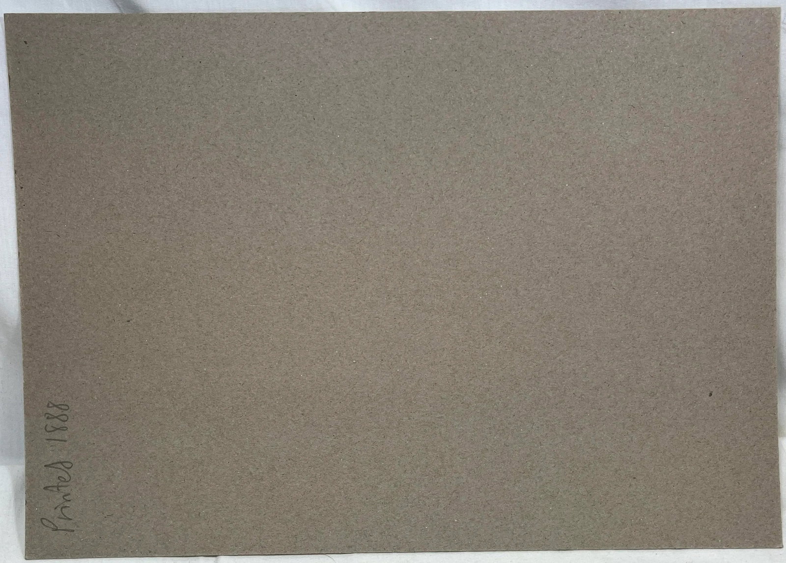 Antique Hand Tined Bird Print From England Featuring a Grey & White Iceland Gull - Circa 1888 - 12