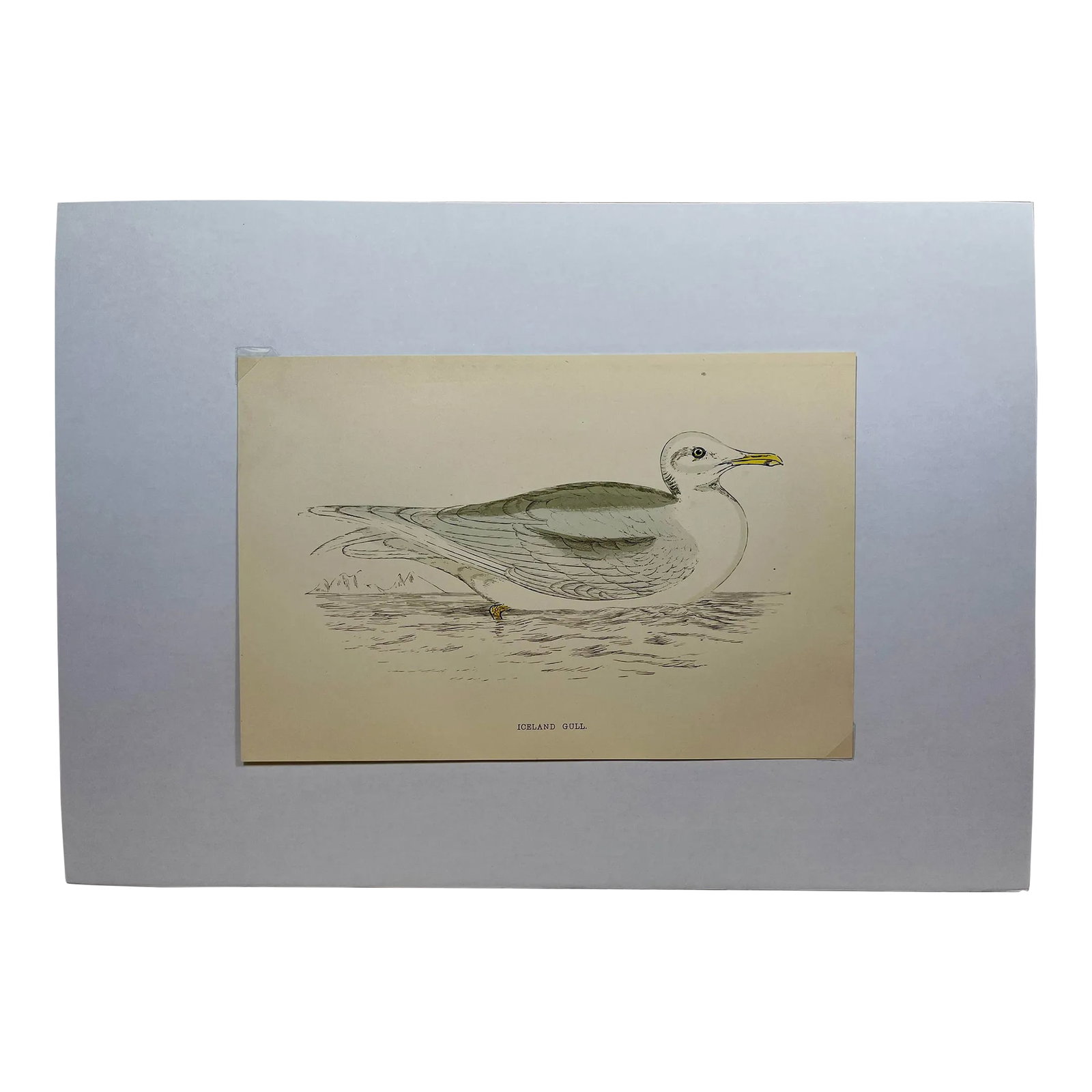 Antique Hand Tined Bird Print From England Featuring a Grey & White Iceland Gull - Circa 1888: Antique Hand Tined Bird Print From England Featuring a Grey & White Iceland Gull - Circa 1888. Print measures 7 3/8" W x 4 7/8" T Print is attached to an 11 3/4" W x 8 1/4" T piece of paper by 2 corne