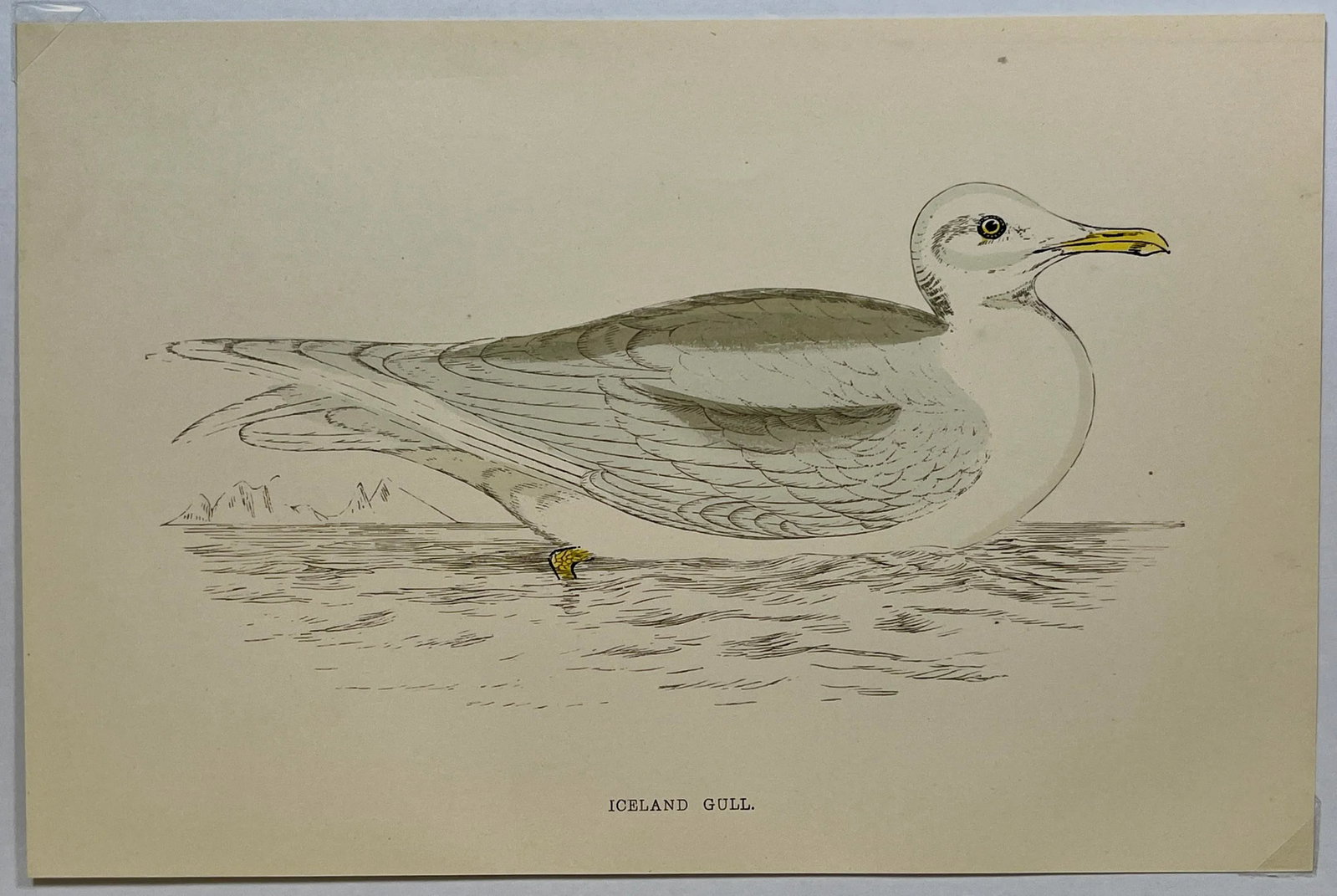 Antique Hand Tined Bird Print From England Featuring a Grey & White Iceland Gull - Circa 1888 - 2
