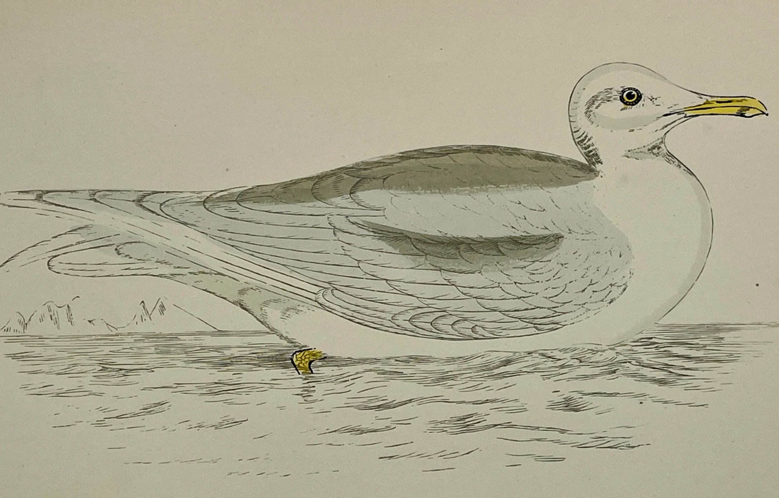 Antique Hand Tined Bird Print From England Featuring a Grey & White Iceland Gull - Circa 1888 - 3