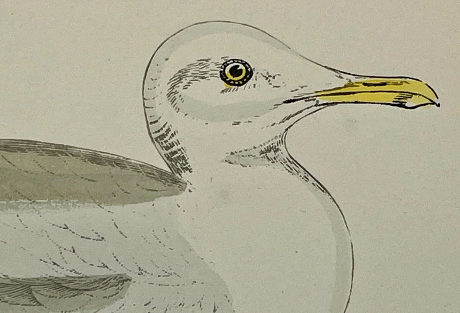 Antique Hand Tined Bird Print From England Featuring a Grey & White Iceland Gull - Circa 1888 - 4