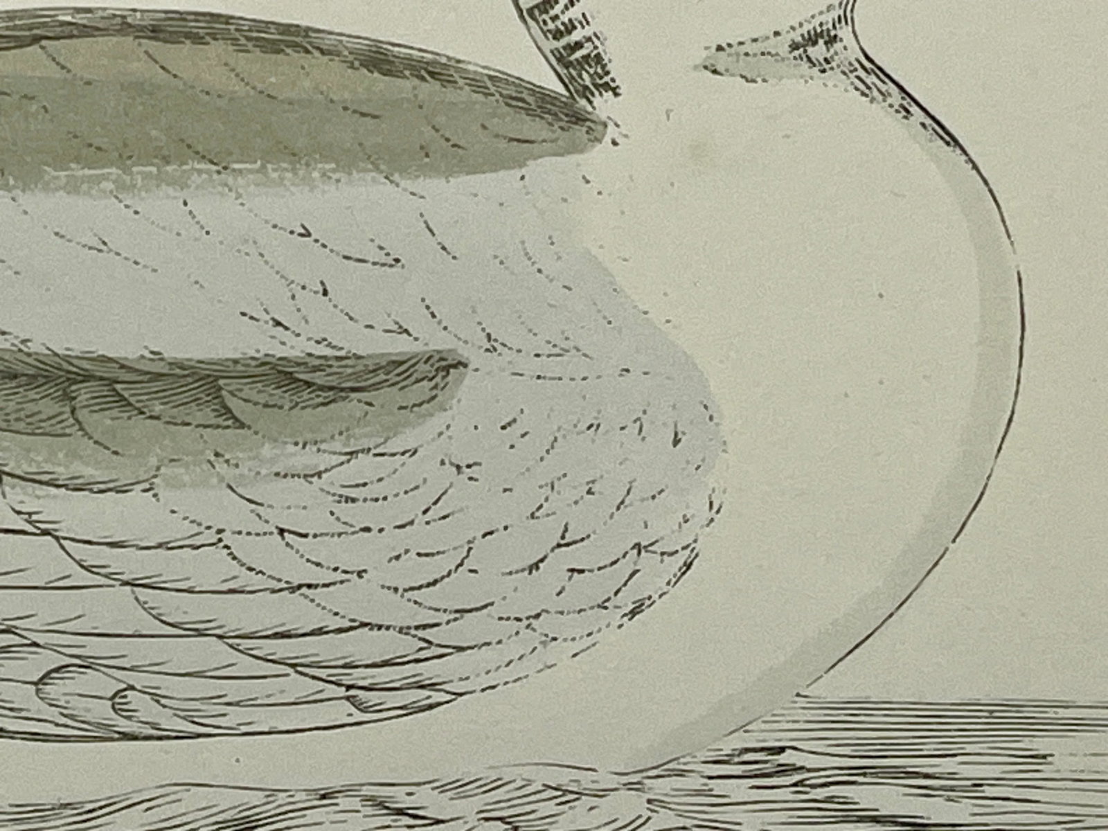 Antique Hand Tined Bird Print From England Featuring a Grey & White Iceland Gull - Circa 1888 - 5