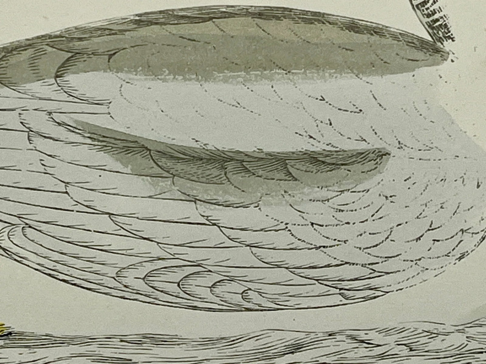 Antique Hand Tined Bird Print From England Featuring a Grey & White Iceland Gull - Circa 1888 - 6