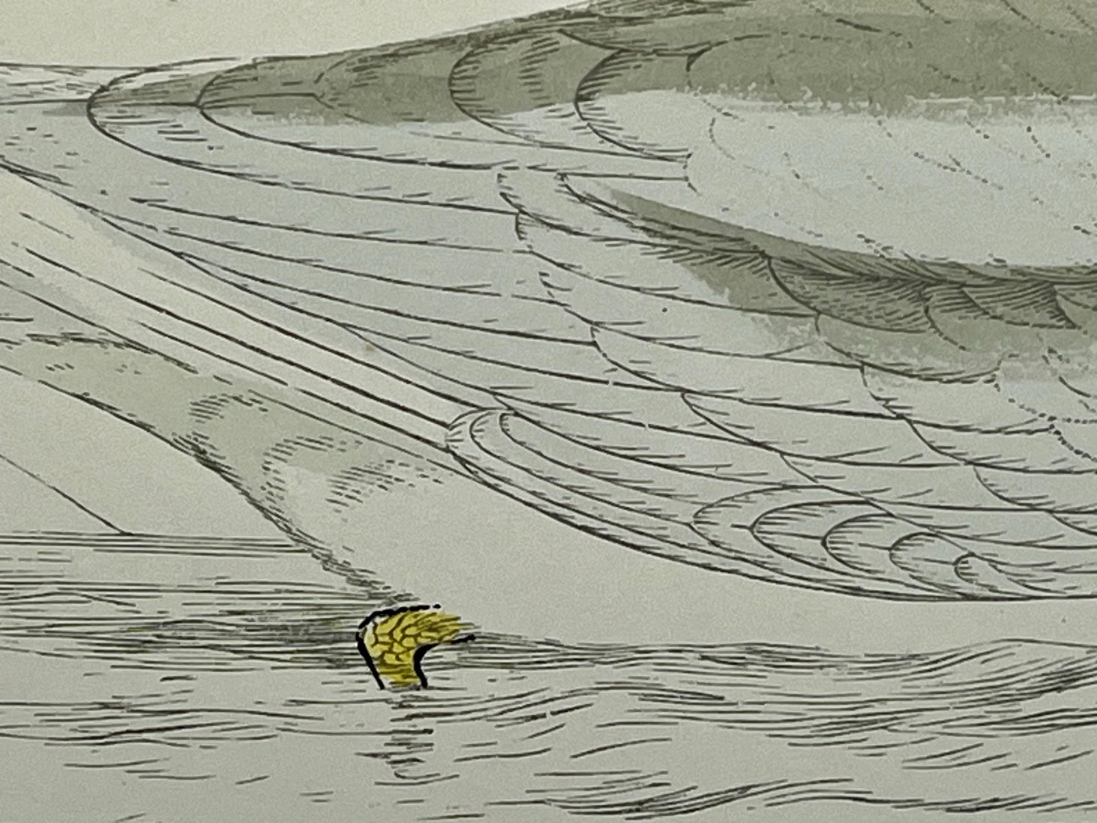 Antique Hand Tined Bird Print From England Featuring a Grey & White Iceland Gull - Circa 1888 - 7