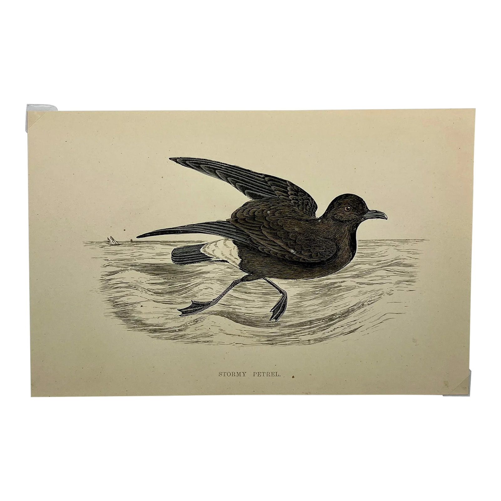 Antique Hand Tinted Bird Print From England Featuring a Brown & Black Stormy Petrel - Circa 1888: Antique Hand Tinted Bird Print From England Featuring a Brown & Black Stormy Petrel - Circa 1888. Print measures 7 1/8" W x 4 5/8" T Print is attached to an 11 3/4" W x 8 1/4" T piece of paper by 2 co