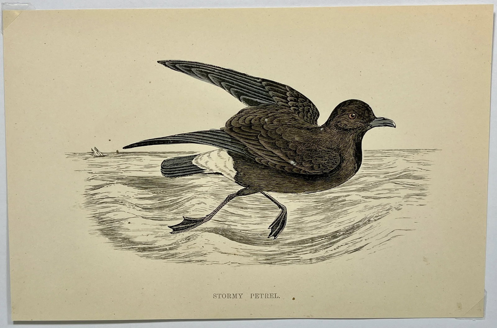 Antique Hand Tinted Bird Print From England Featuring a Brown & Black Stormy Petrel - Circa 1888 - 2