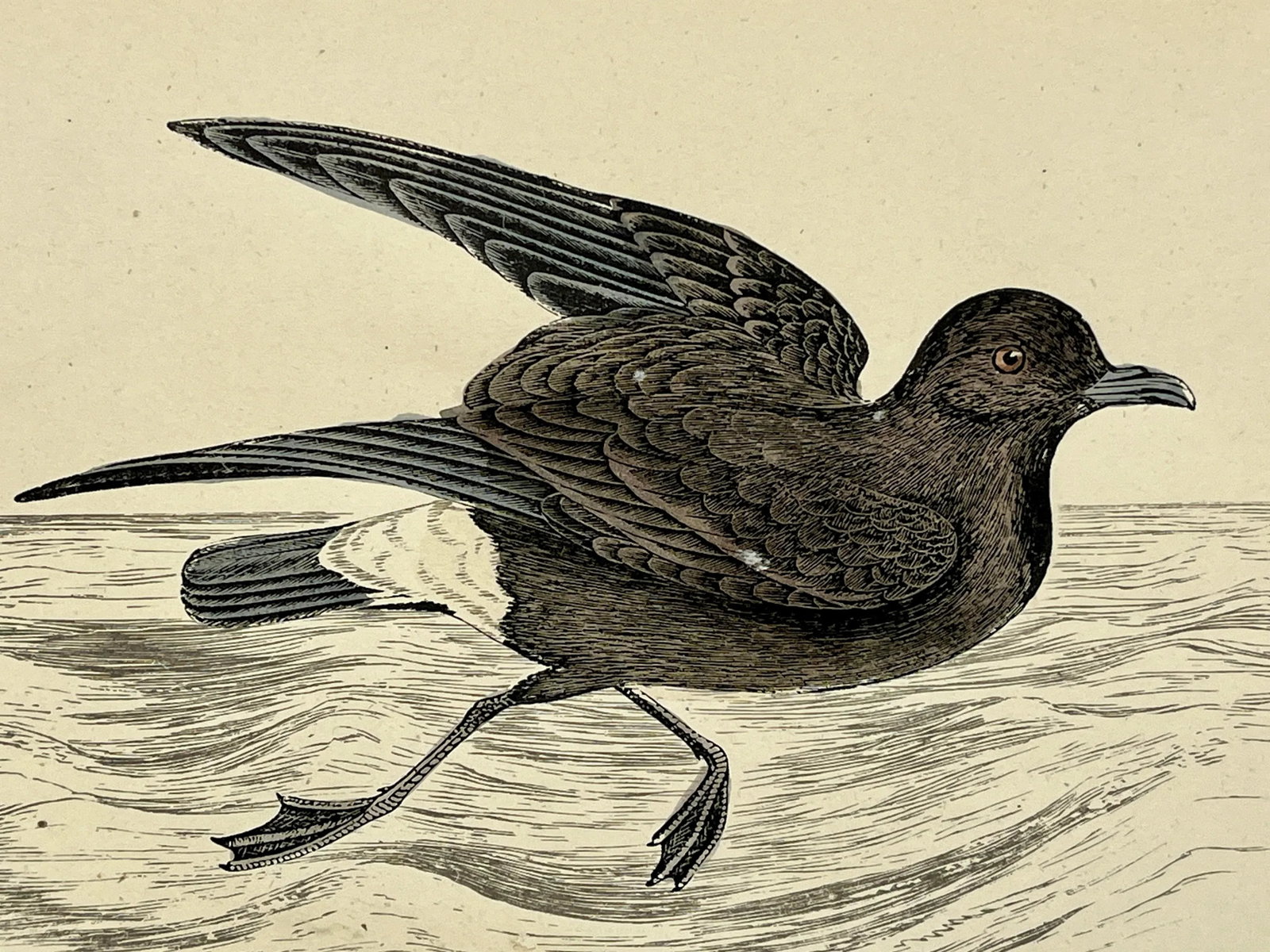 Antique Hand Tinted Bird Print From England Featuring a Brown & Black Stormy Petrel - Circa 1888 - 3