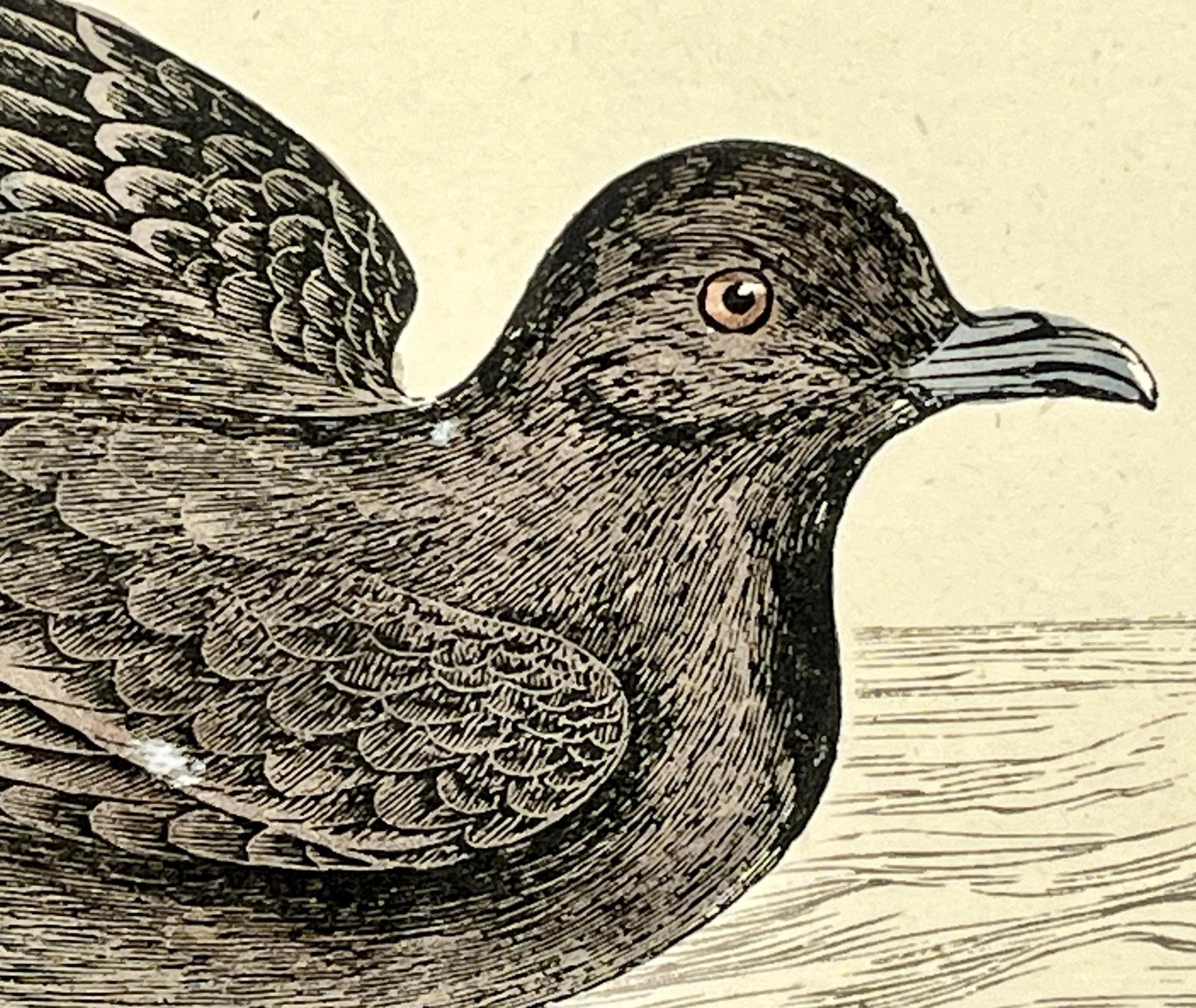 Antique Hand Tinted Bird Print From England Featuring a Brown & Black Stormy Petrel - Circa 1888 - 4
