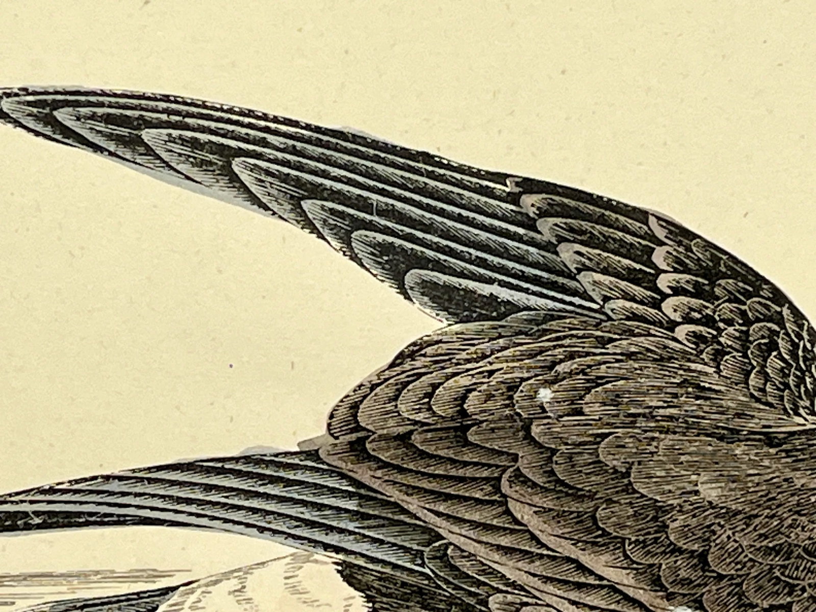 Antique Hand Tinted Bird Print From England Featuring a Brown & Black Stormy Petrel - Circa 1888 - 5