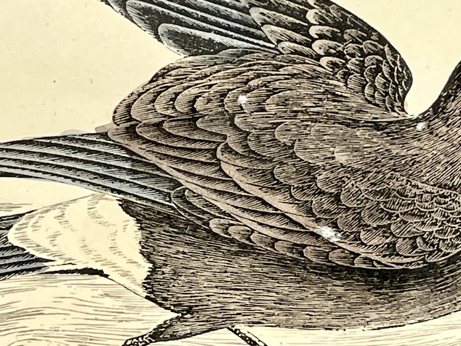 Antique Hand Tinted Bird Print From England Featuring a Brown & Black Stormy Petrel - Circa 1888 - 6