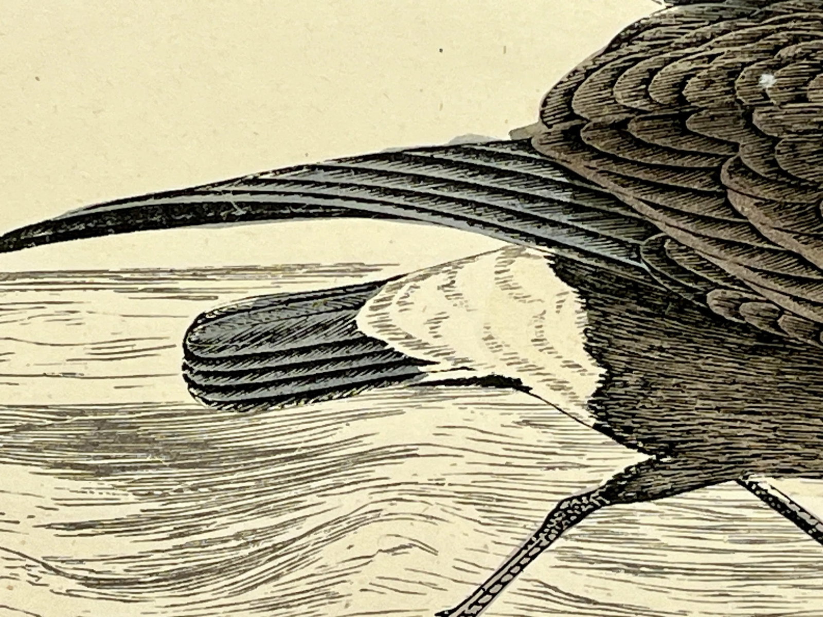 Antique Hand Tinted Bird Print From England Featuring a Brown & Black Stormy Petrel - Circa 1888 - 7