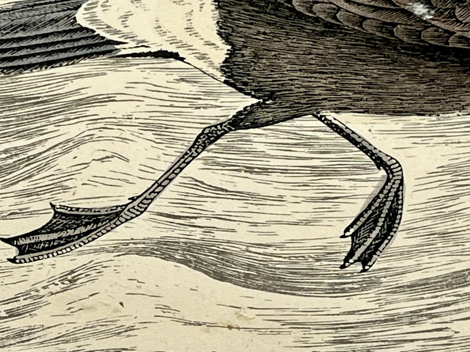 Antique Hand Tinted Bird Print From England Featuring a Brown & Black Stormy Petrel - Circa 1888 - 8