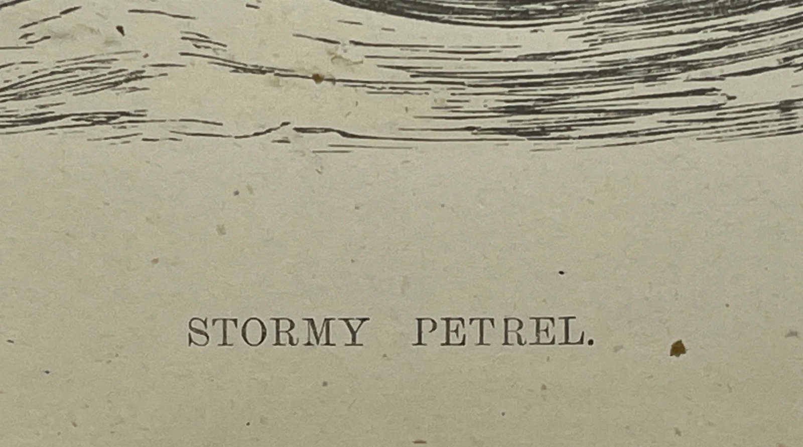 Antique Hand Tinted Bird Print From England Featuring a Brown & Black Stormy Petrel - Circa 1888 - 9