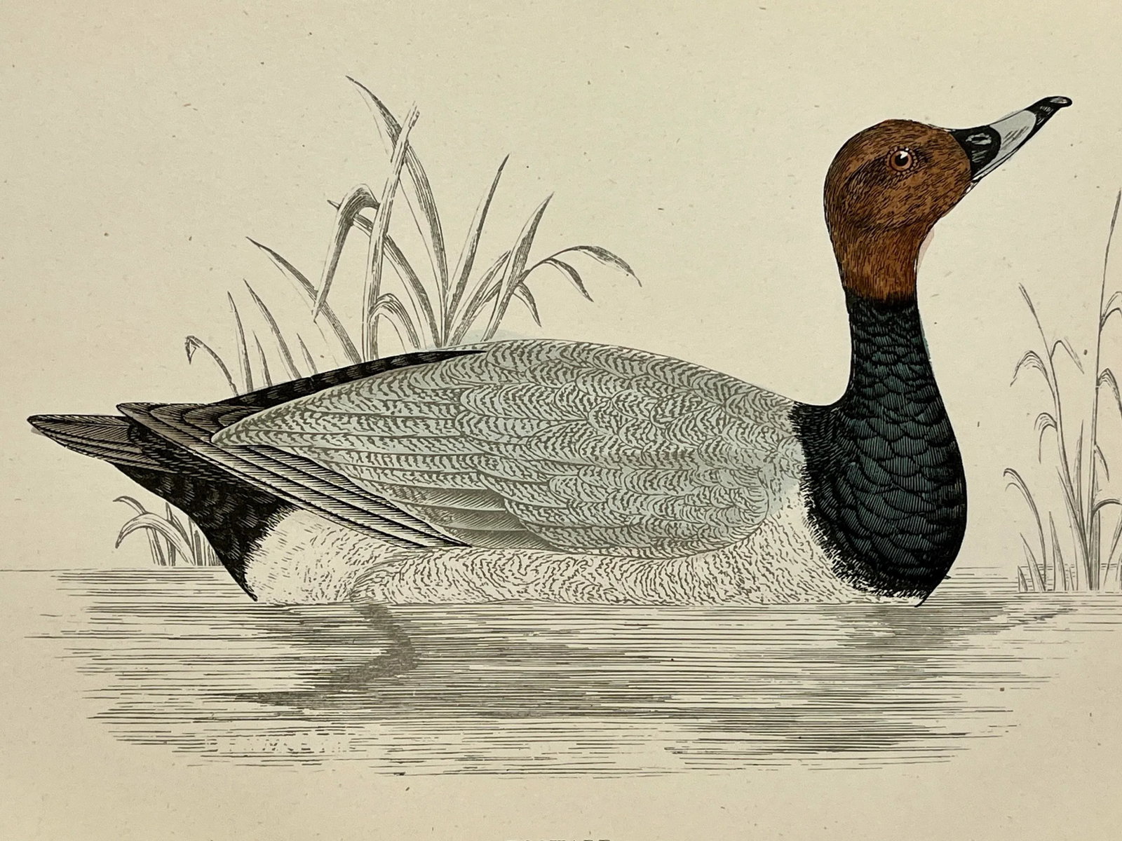 Antique Hand Tinted Bird Print From England Featuring a Black & Brown Pochard - Circa 1886 - 10